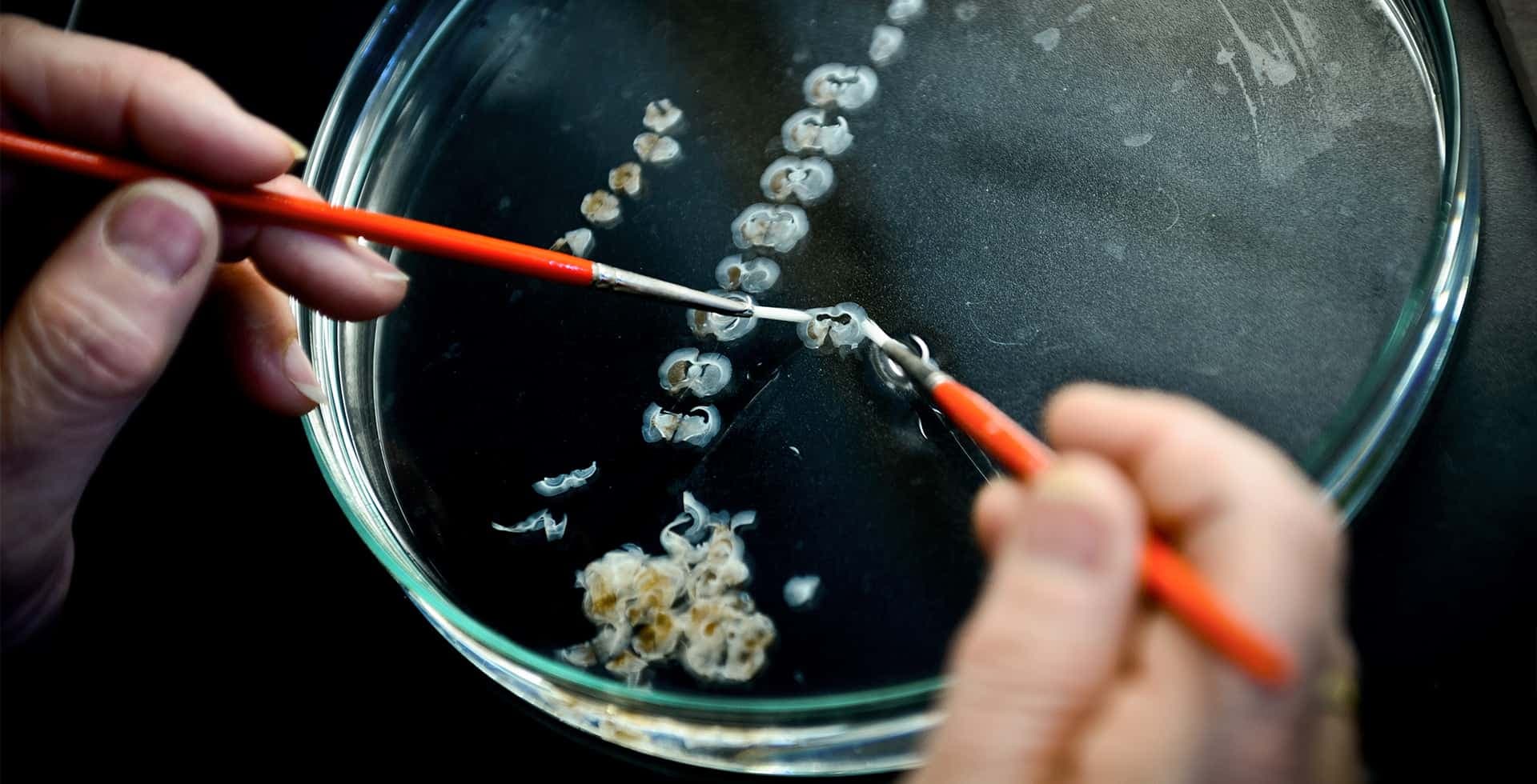 Händer arbetar i en petriskål med fina verktyg.