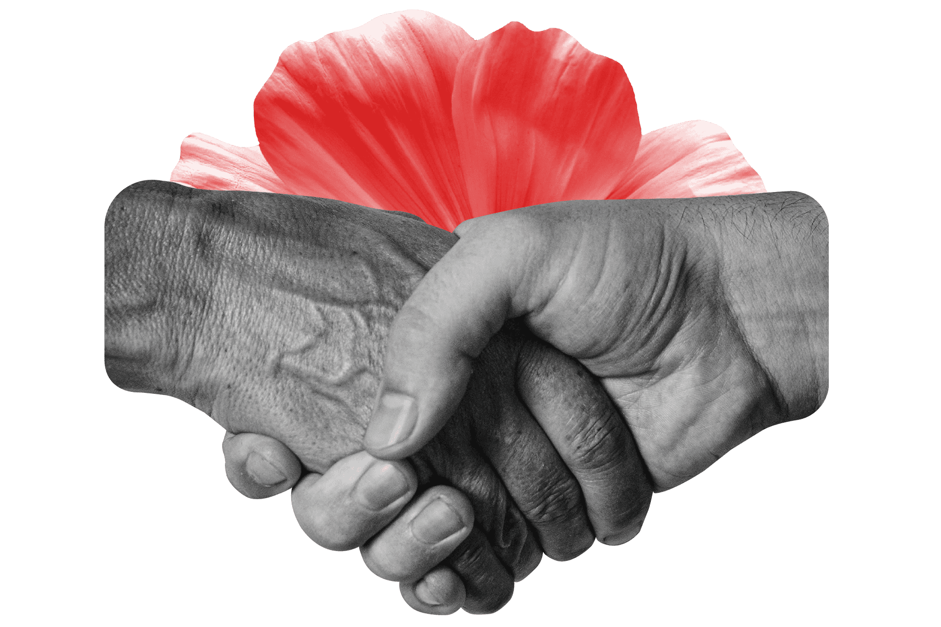Kollage med två händer som skakar hand och en röd blomma bakom.